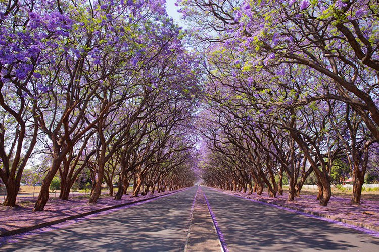 Harare Gardens