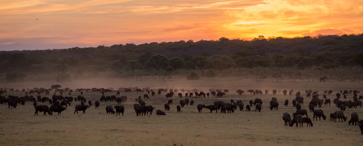 Zambezi National Park Game Drive