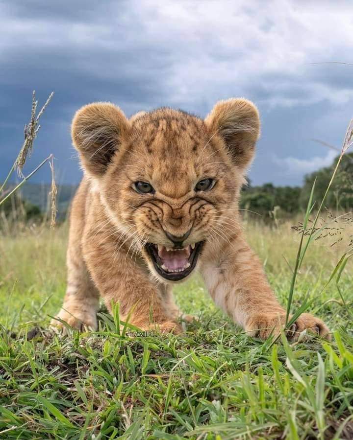 Wildlife Safari