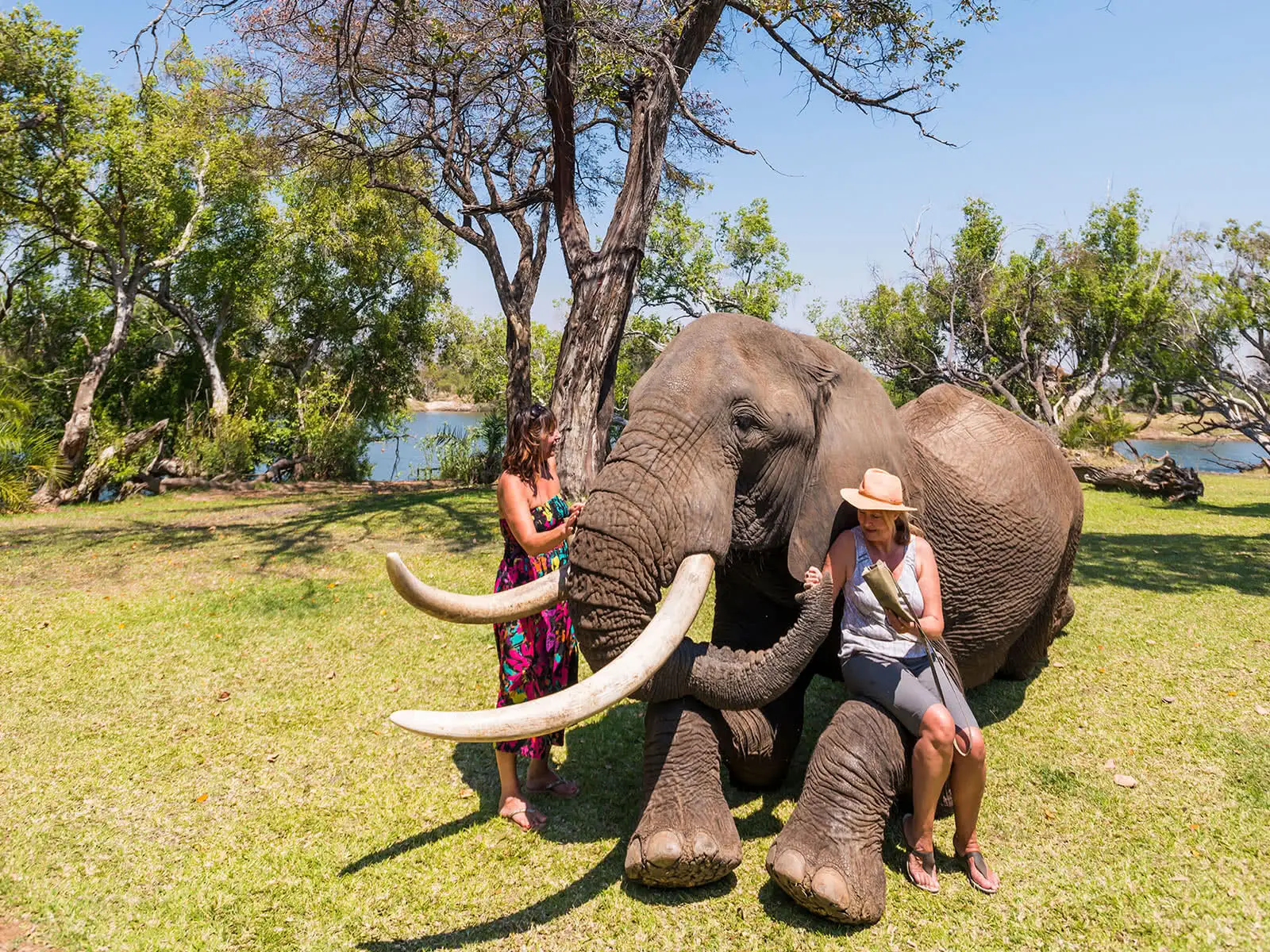 Elephant Interaction