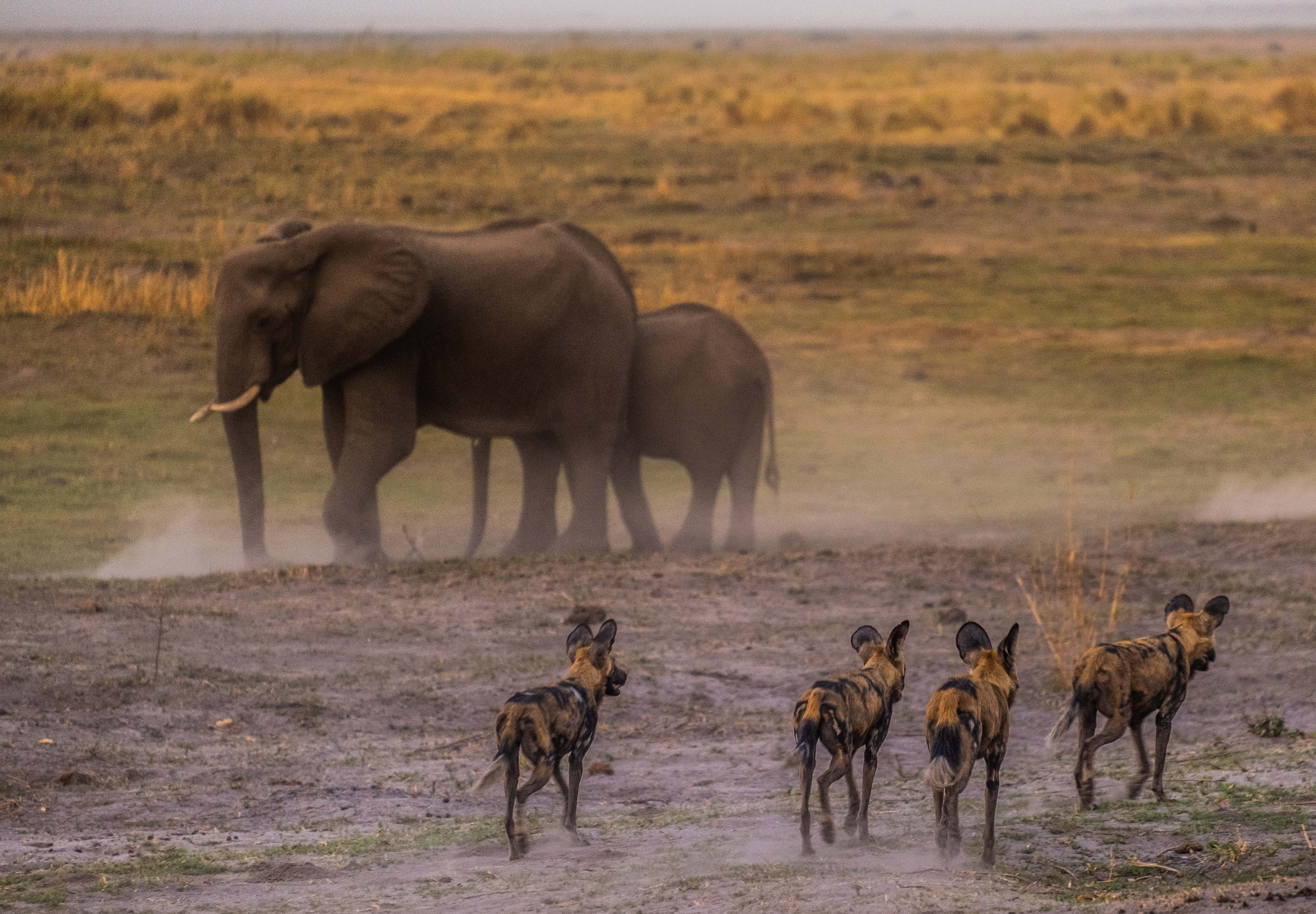 Hwange National Park